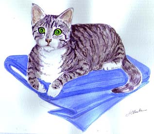 Woolly Cat